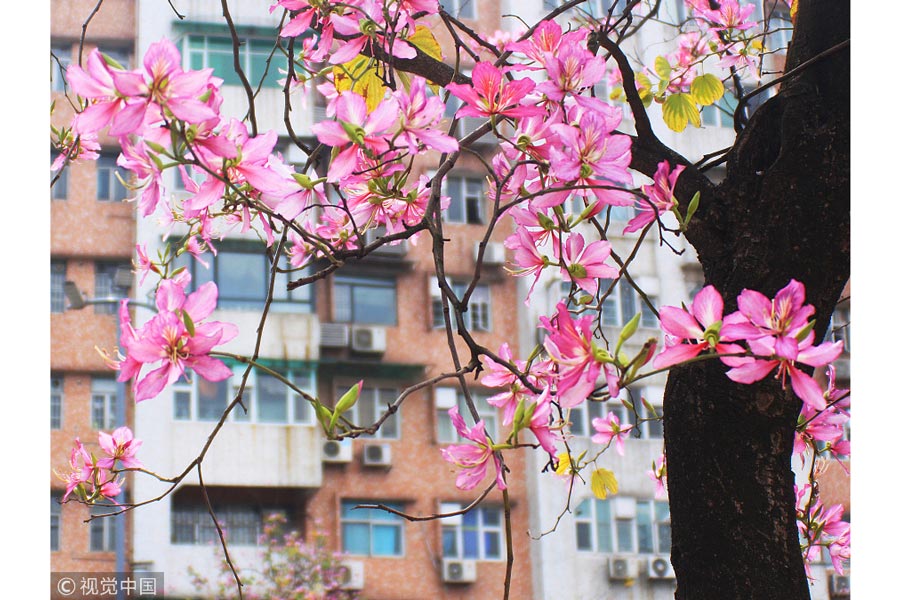 踏青季：春天盛開的9種鮮花 哪一種最美？（組圖）