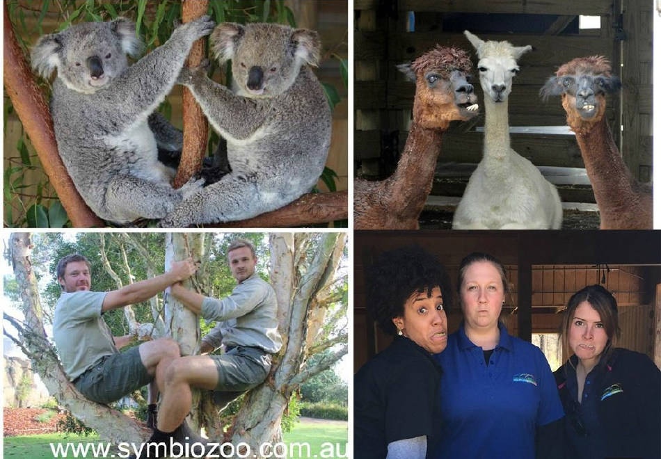 腦洞大開！澳大利亞飼養(yǎng)員模仿動物大賽