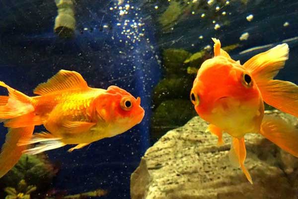 瑞士規(guī)定只養(yǎng)一條金魚(yú)違法