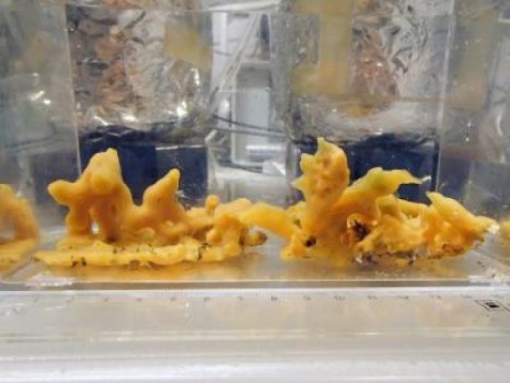 挑戰動物起源理論 丹麥海綿需氧極少
